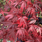 Acer palmatum Shaina - Japanese Maple — Large Outdoor Garden Ready Tree in Pot — alternate product view 3