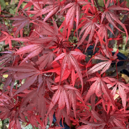 Acer palmatum Shaina - Japanese Maple — Large Outdoor Garden Ready Tree in Pot — alternate product view 3