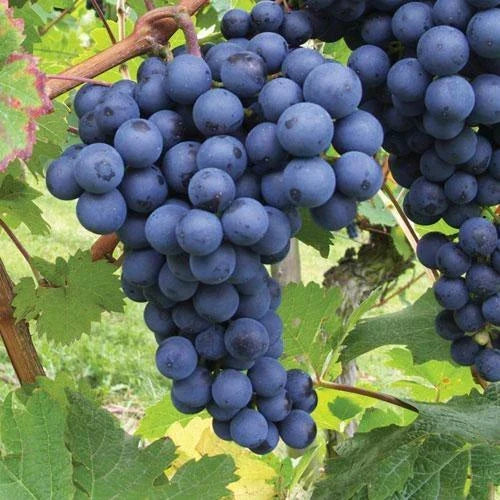 3 x Grape Vine Plant Mix - Garden Climbing Fruit Plant Grow Your Own Grapevine — alternate product view 4