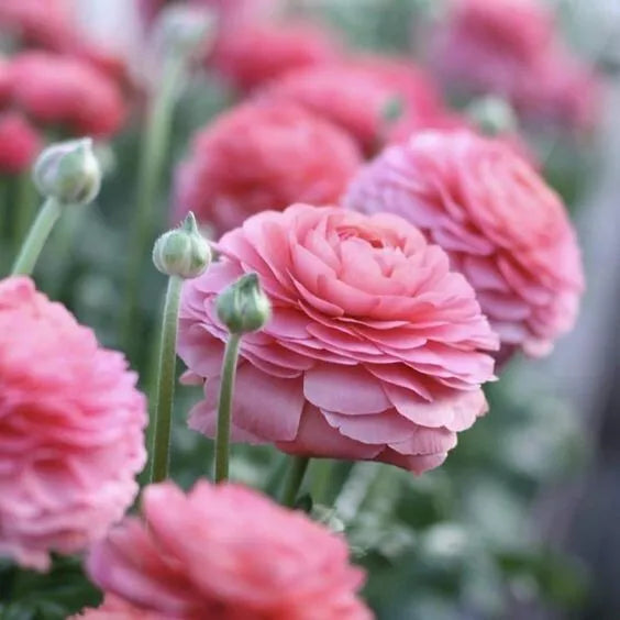 20 Ranunculus Asiaticus PINK Summer Flowering Bulbs Persian Buttercup Corms — alternate product view 2