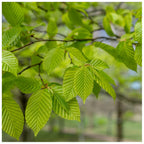 1-2ft Hornbeam native semi evergreen hedge plants bare root hedging good for damp soil — alternate product view 3
