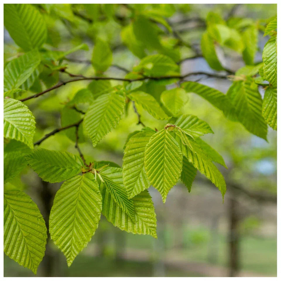 1-2ft Hornbeam native semi evergreen hedge plants bare root hedging good for damp soil — alternate product view 3