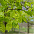 1-2ft Hornbeam native semi evergreen hedge plants bare root hedging good for damp soil — alternate product view 3
