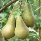 Pear Fruit Tree Plant Garden Standard Patio Hardy Conference 1 x 9cm Pots — alternate product view 2