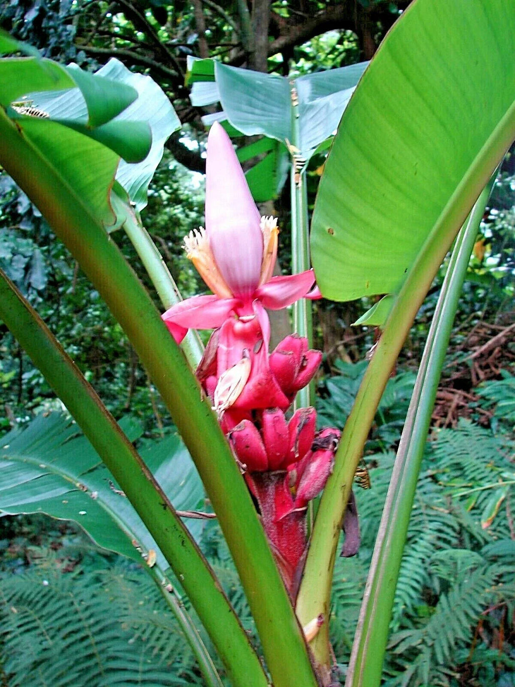 Banana Musa velutina 20 seeds — main product view