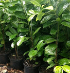 Cherry Laurel Fast Growing Evergreen Hedging Plants 30-50cm Tall Potted — alternate product view 2