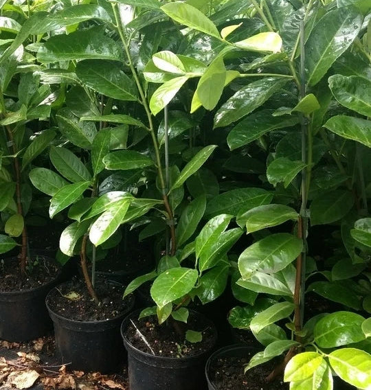 Cherry Laurel Fast Growing Evergreen Hedging Plants 30-50cm Tall Potted — alternate product view 2