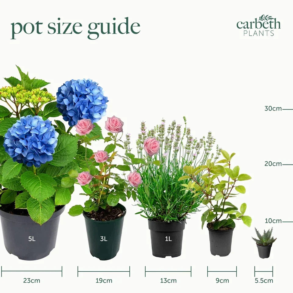 Patio Apple Tree - Mixed Varieties - Patio Fruit Tree 2-4ft in 5 Litre Pot — alternate product view 6