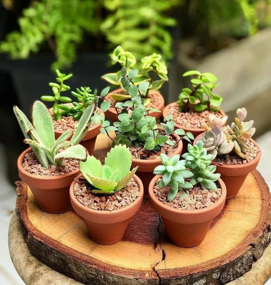 10 Mixed Indoor Plants - 5 Succulents & 5 Cactus Mini Houseplants in 5.5cm Pots — alternate product view 2
