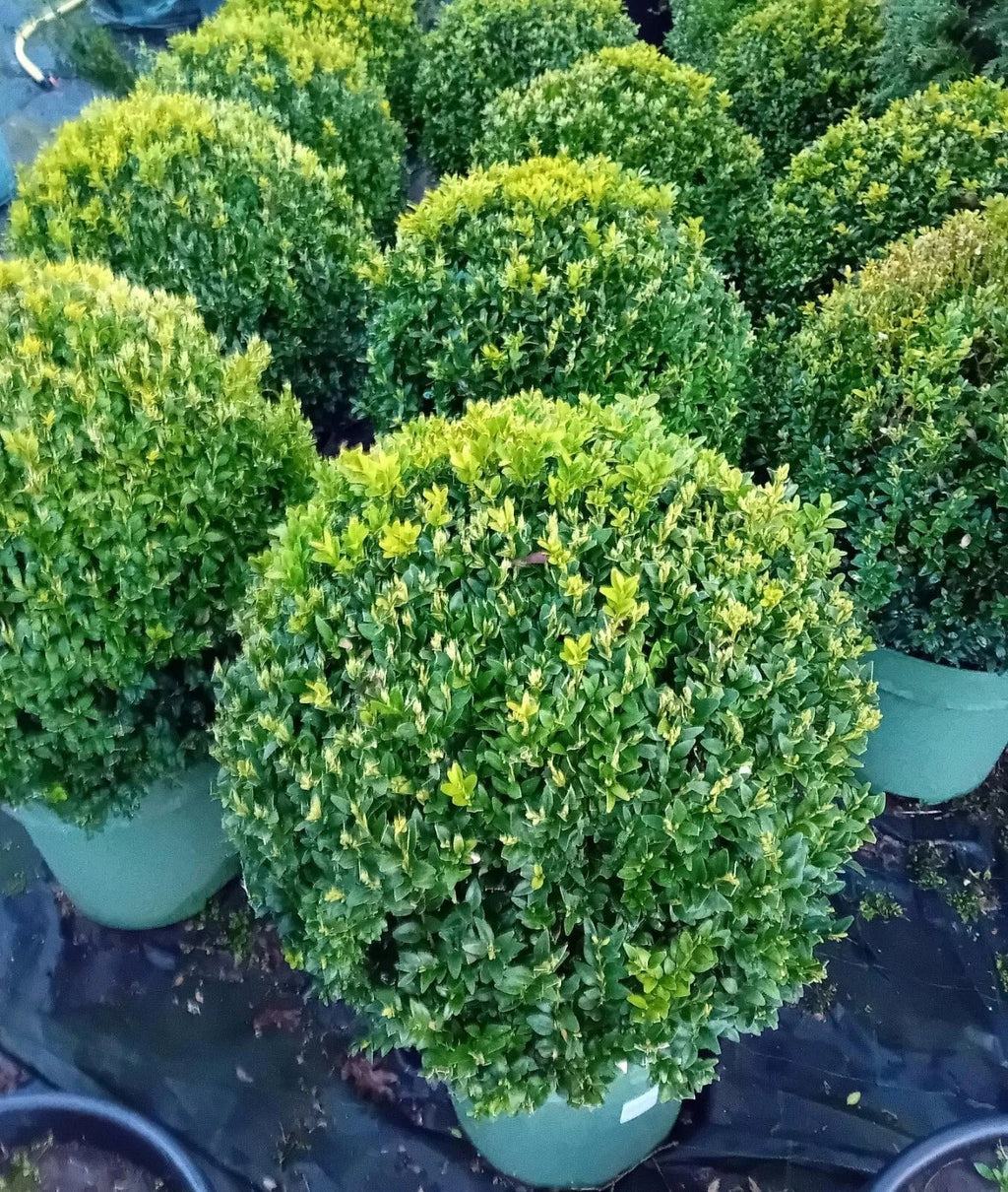 Buxus sempervirens (common box) topiary ball 45-50cm diameter — main product view