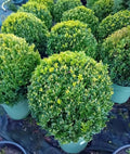 Buxus sempervirens (common box) topiary ball 45-50cm diameter — main product view