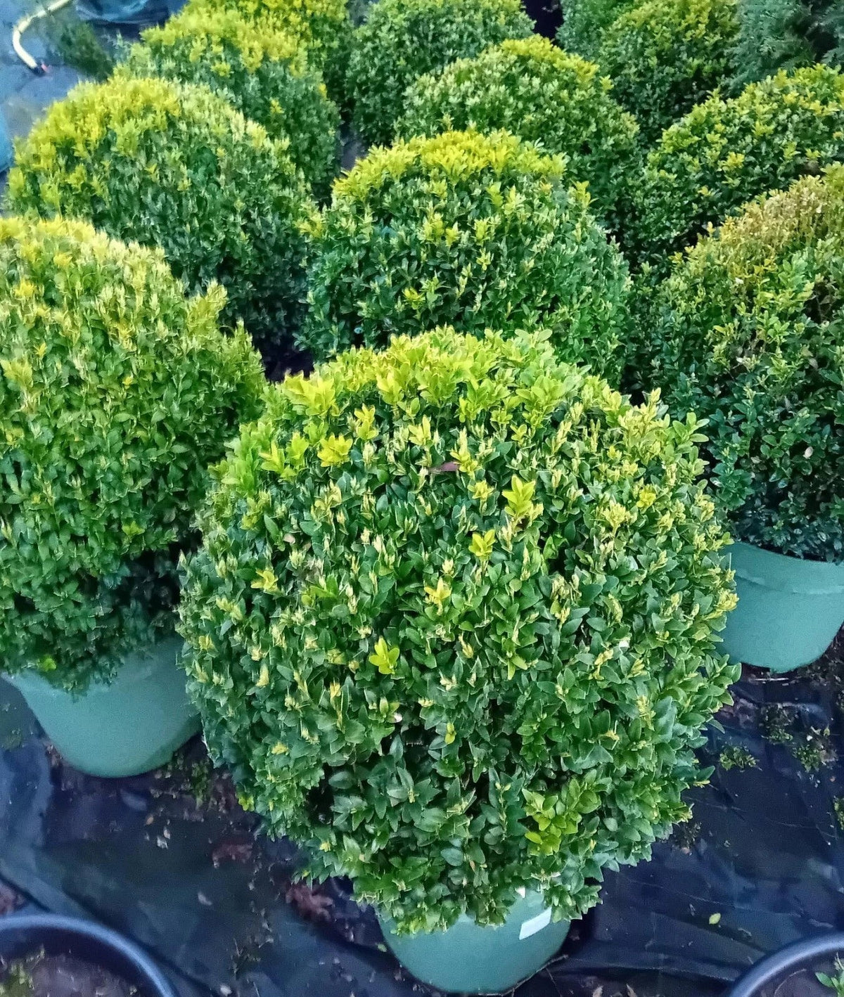 Buxus sempervirens (common box) topiary ball 45-50cm diameter — main product view