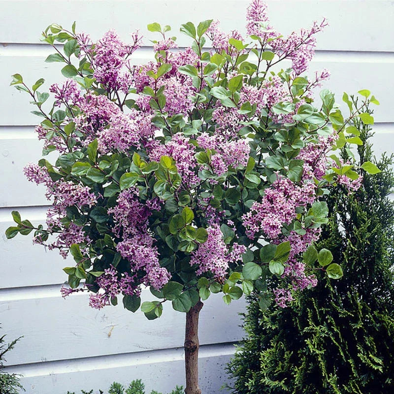 Standard Lilac Trees, Syringa Palibin, Double Flowering, 90-120cm, 3L Pots — alternate product view 2