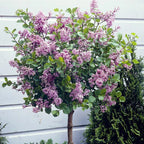 Standard Lilac Trees, Syringa Palibin, Double Flowering, 90-120cm, 3L Pots — alternate product view 2