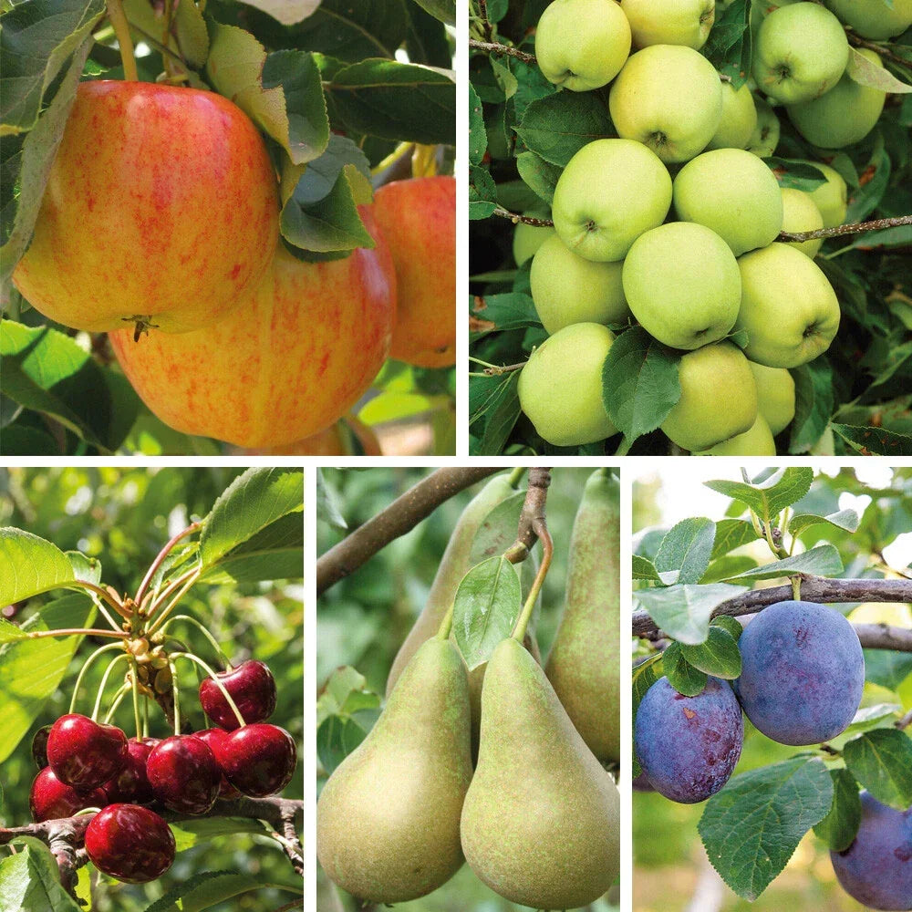 Patio Fruit Tree Plants Garden Collection 5 Different Varieties 5 x 9cm Pots — main product view