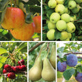 Patio Fruit Tree Plants Garden Collection 5 Different Varieties 5 x 9cm Pots — main product view