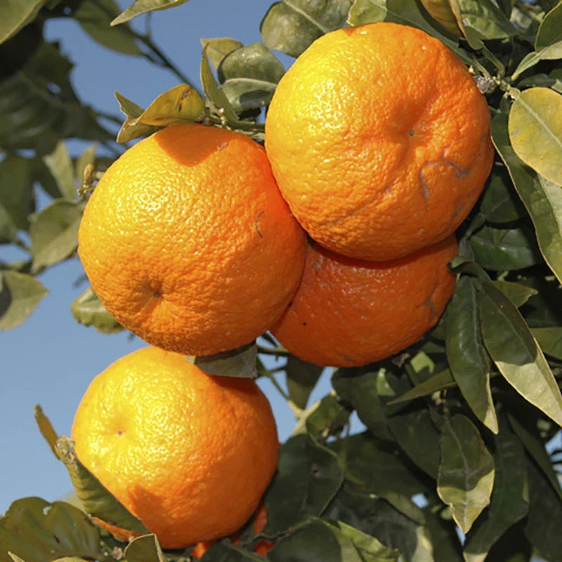 Orange Tree Plant Large Fully Mature Seedless Citrus Fruit in Pot 80cm Tall — alternate product view 3