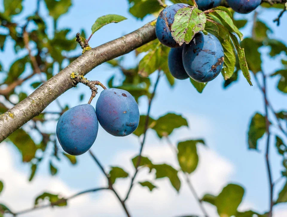 Czar Plum Tree 4-5ft Self Fertile,Ready to Fruit,Good For Cooking or Eating — alternate product view 3
