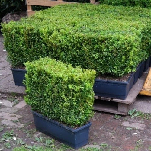 Buxus sempervirens (common box) instant hedging plants in troughs 50cm long — main product view