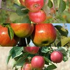 Patio Apple Tree - Mixed Varieties - Patio Fruit Tree 2-4ft in 5 Litre Pot — alternate product view 3