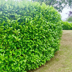100 Cherry Laurel Hedging 40-60cm Tall Potted — alternate product view 2