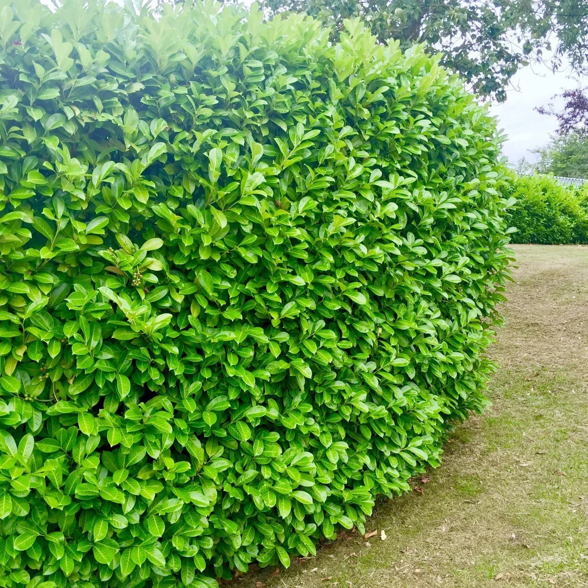 100 Cherry Laurel Hedging 40-60cm Tall Potted — alternate product view 2