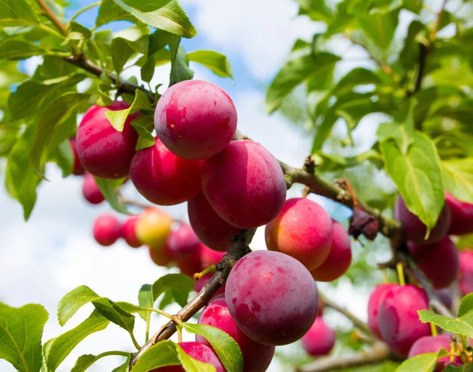 Big Juicy Victoria Plum Tree, 4-5ft Tall, Sweet Juicy and Tasty, Ready to Fruit — main product view