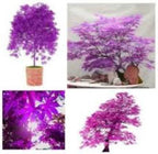 Seeds Purple Ghost Japanese Maple Bonsai Tree — alternate product view 2