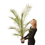 Tropical Palm Tree, Phoenix Canariensis 80cm-1m Tall, 1 x 19cm Pot — on a clean white background