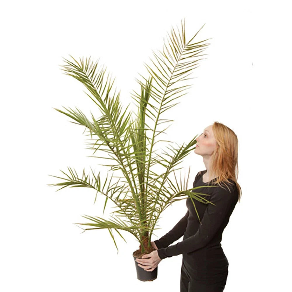 Tropical Palm Tree, Phoenix Canariensis 80cm-1m Tall, 1 x 19cm Pot — on a clean white background