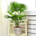 Livistona Fan Palm Large Indoor Tropical House Plant Real Evergreen Tall Plants — alternate product view 2