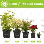 Cactus Mix – 10 Live Indoor Plants for Home or Office — alternate product view 5