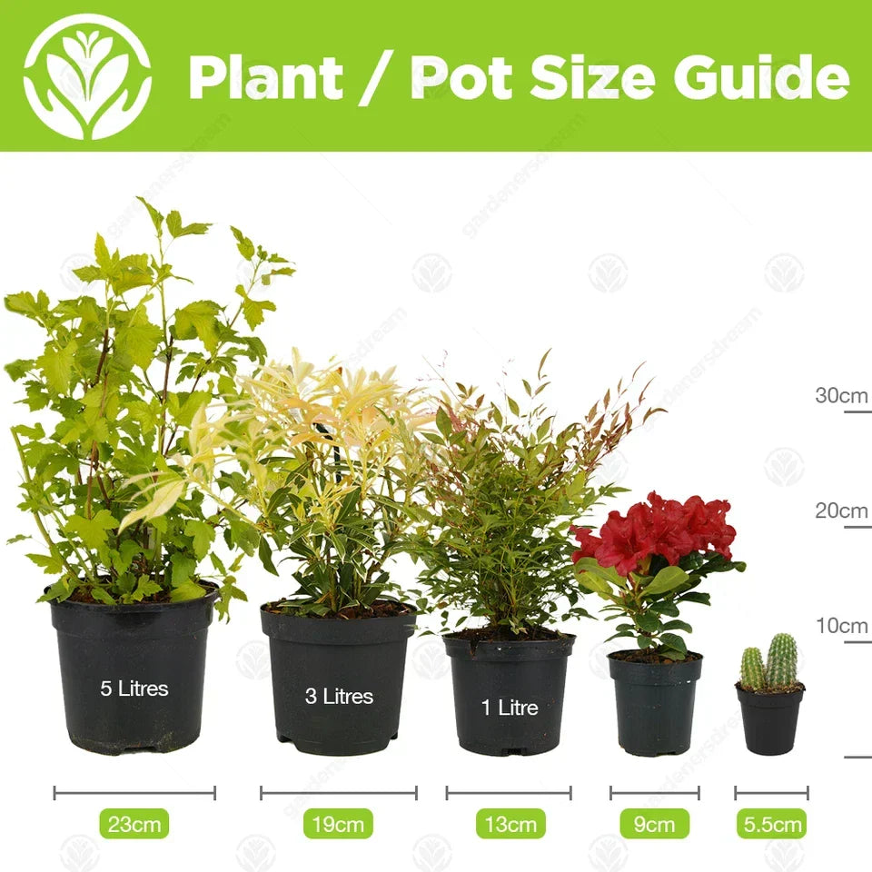 Cactus Mix – 10 Live Indoor Plants for Home or Office — alternate product view 5