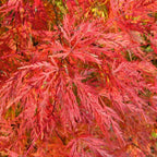 Acer palmatum dissectum 'Emerald Lace' — Japanese Maple Deciduous Tree In Pot — alternate product view 3