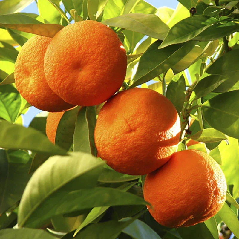 Orange Tree Plant Large Fully Mature Seedless Citrus Fruit in Pot 80cm Tall — main product view