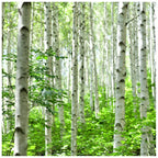 5 Silver Birch Native Trees 3-4ft Hedges Betula Pendula,2 Yr Old & Feathered — alternate product view 2