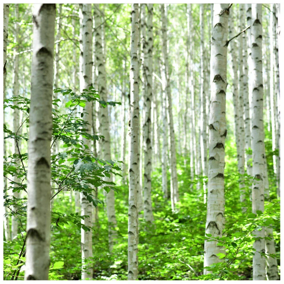 5 Silver Birch Native Trees 3-4ft Hedges Betula Pendula,2 Yr Old & Feathered — alternate product view 2