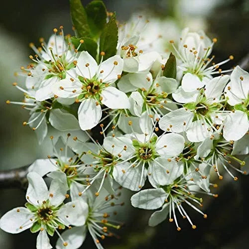 10x Hawthorn Hedging Plants, Wildlife Friendly 2-3ft In 1L Pot, Hawthorne Hedges — alternate product view 4