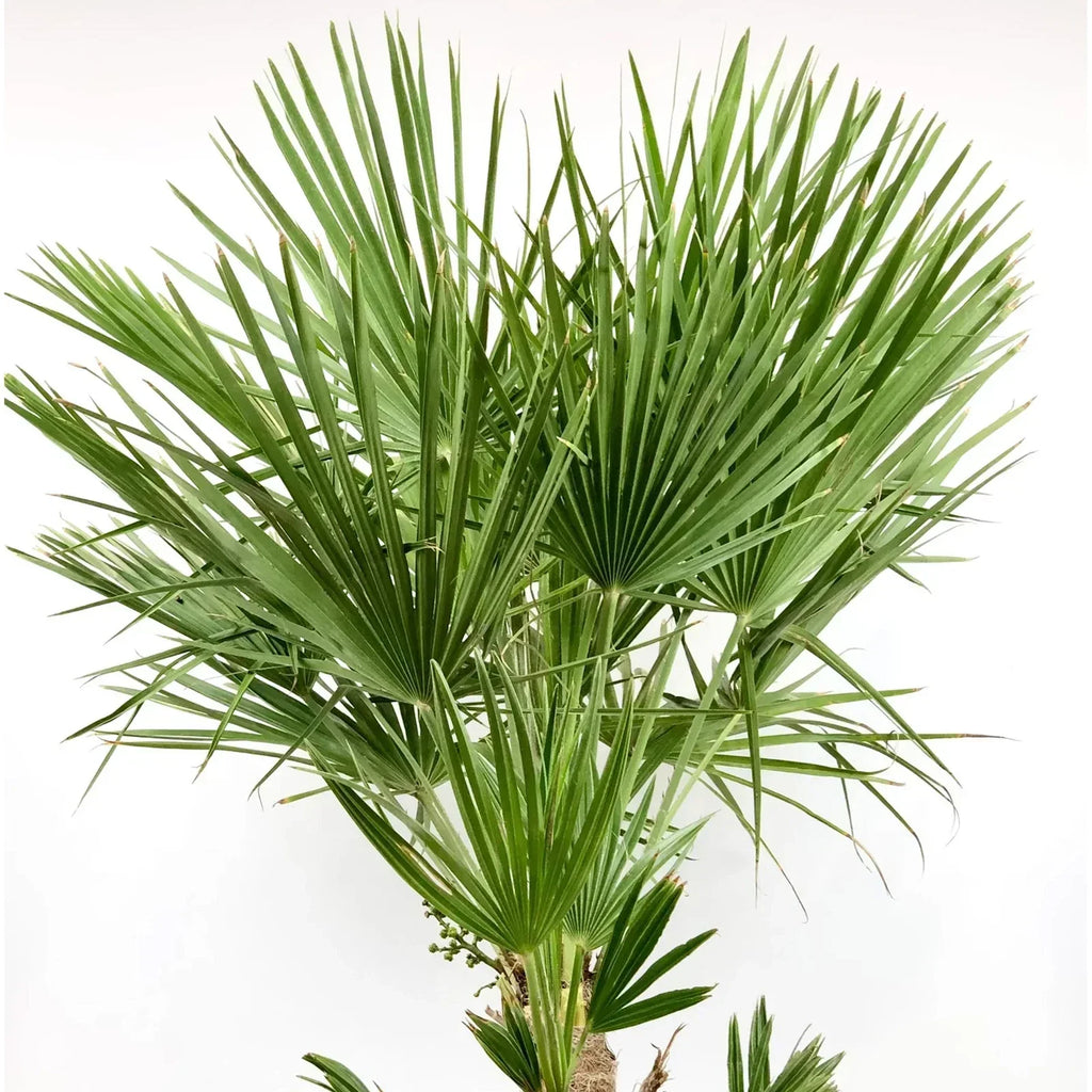 Hardy Fan Palm Chamaerops humilis 60-80cm Tall Bushy incl.pot — on a clean white background