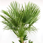 Hardy Fan Palm Chamaerops humilis 60-80cm Tall Bushy incl.pot — on a clean white background
