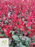 10x Photinia x fraseri Carre Rouge - Hedging - 40-60cm - 3 Litre Pot - Plant — main product view