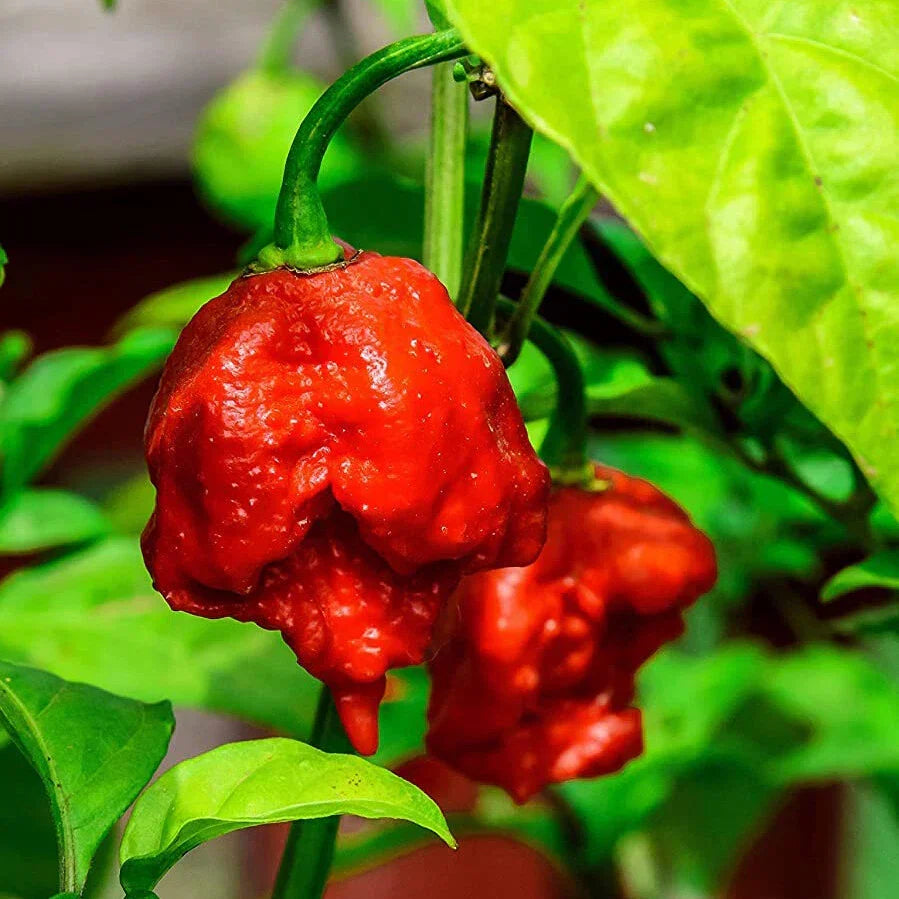 Chilli Plants - 'Carolina Reaper' - 3 x Large Plug Plant Pack — alternate product view 5