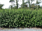 600 Green Privet Plants 3-4ft Tall, Evergreen Hedging, Grow a Quick, Dense Hedge — alternate product view 2