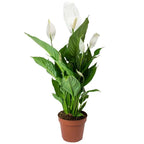 Spathiphyllum 'Peace Lily' House Plant - Live Indoor House Potted Tree In 9cm — on a clean white background