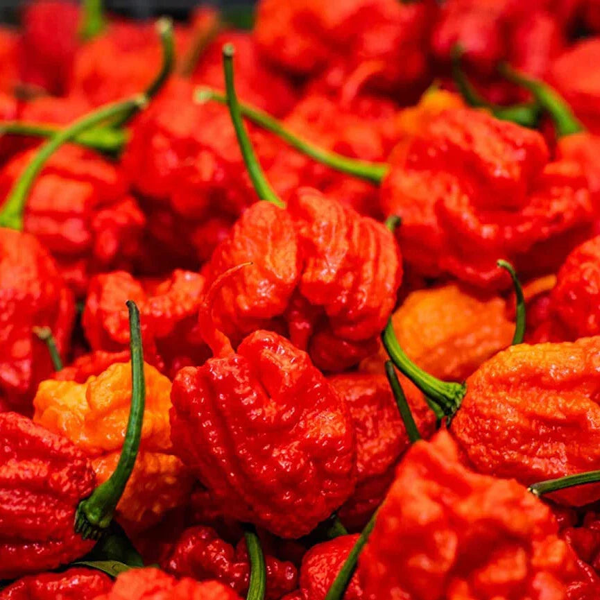 Chilli Plants - 'Carolina Reaper' - 3 x Large Plug Plant Pack — alternate product view 6