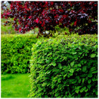1-2ft Hornbeam native semi evergreen hedge plants bare root hedging good for damp soil — alternate product view 2
