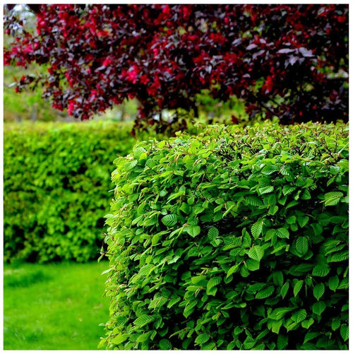 1-2ft Hornbeam native semi evergreen hedge plants bare root hedging good for damp soil — alternate product view 2
