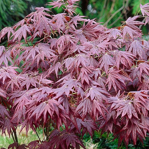 Acer 'Atropurpureum' palmatum Japanese Maple Deciduous Garden Plant In Pot — alternate product view 3