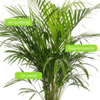 Areca Palm Large Indoor House Plant Real Tropical Exotic Evergreen Tall — alternate product view 4