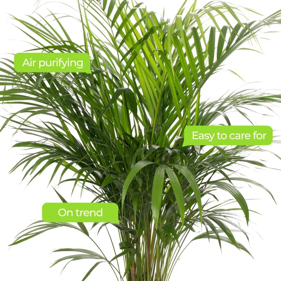 Areca Palm Large Indoor House Plant Real Tropical Exotic Evergreen Tall — alternate product view 4